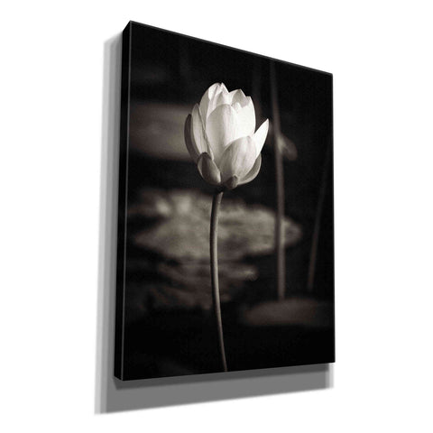 Image of 'Lotus Flower VI' by Debra Van Swearingen, Canvas Wall Art,12x16x1.1x0,18x26x1.1x0,26x34x1.74x0,40x54x1.74x0