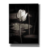 'Lotus Flower VI' by Debra Van Swearingen, Canvas Wall Art,12x16x1.1x0,18x26x1.1x0,26x34x1.74x0,40x54x1.74x0