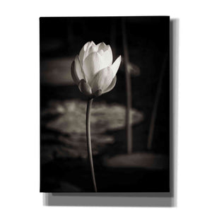 'Lotus Flower VI' by Debra Van Swearingen, Canvas Wall Art,12x16x1.1x0,18x26x1.1x0,26x34x1.74x0,40x54x1.74x0