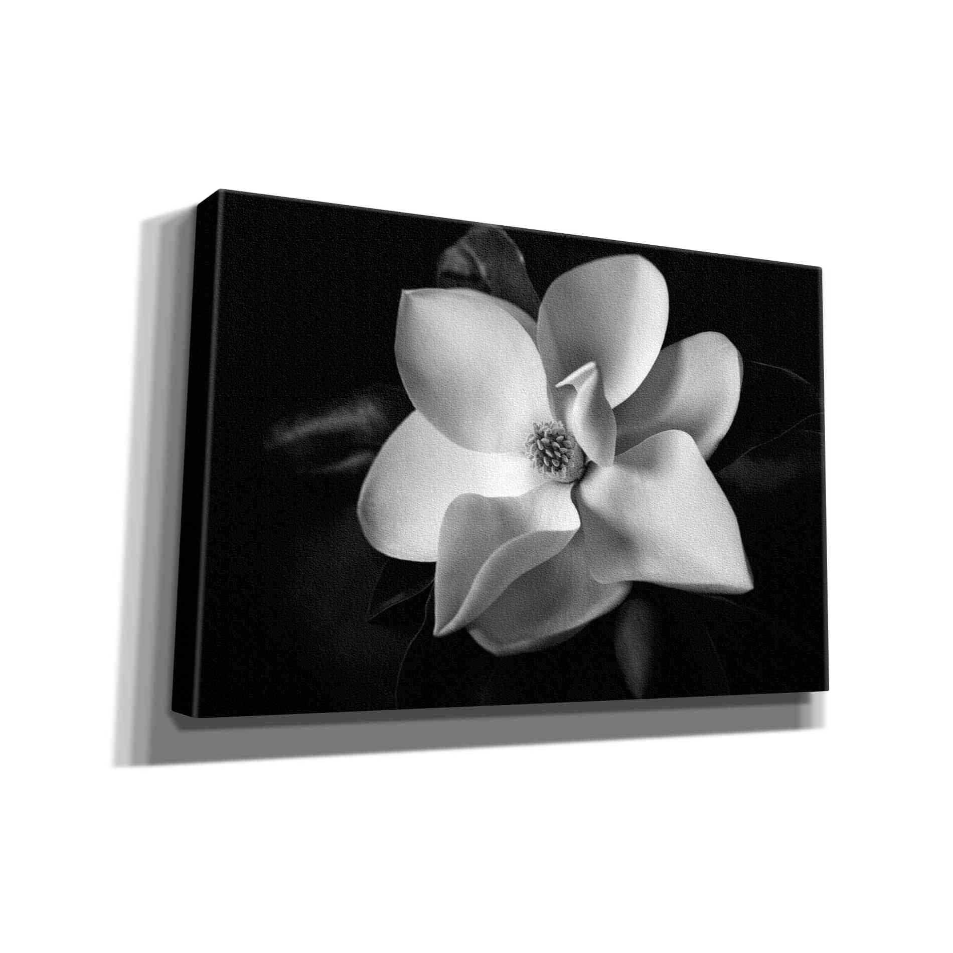 'SID14511_Magnolia' by Debra Van Swearingen, Canvas Wall Art,18x12x1.1x0,26x18x1.1x0,40x26x1.74x0,60x40x1.74x0