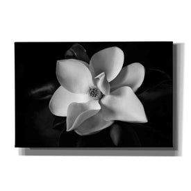 'SID14511_Magnolia' by Debra Van Swearingen, Canvas Wall Art,18x12x1.1x0,26x18x1.1x0,40x26x1.74x0,60x40x1.74x0