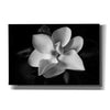 'SID14511_Magnolia' by Debra Van Swearingen, Canvas Wall Art,18x12x1.1x0,26x18x1.1x0,40x26x1.74x0,60x40x1.74x0