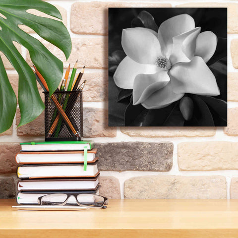 Image of 'Magnolia' by Debra Van Swearingen, Canvas Wall Art,12 x 12