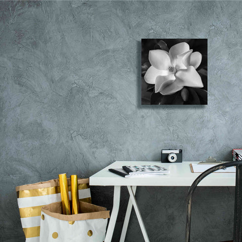Image of 'Magnolia' by Debra Van Swearingen, Canvas Wall Art,12 x 12