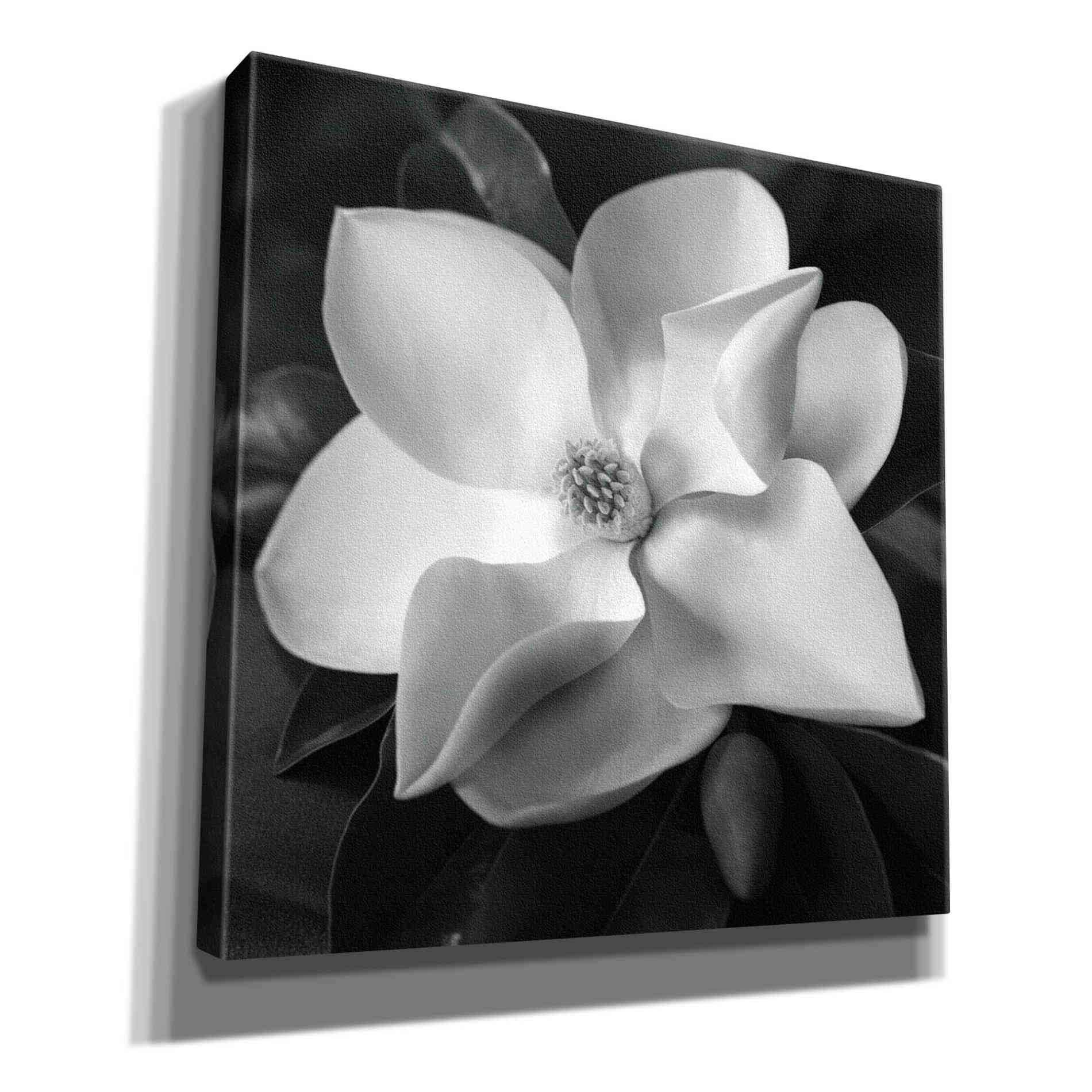 'Magnolia' by Debra Van Swearingen, Canvas Wall Art,12x12x1.1x0,18x18x1.1x0,26x26x1.74x0,37x37x1.74x0