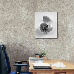 'Nautilus 4' by Debra Van Swearingen, Canvas Wall Art,20 x 24