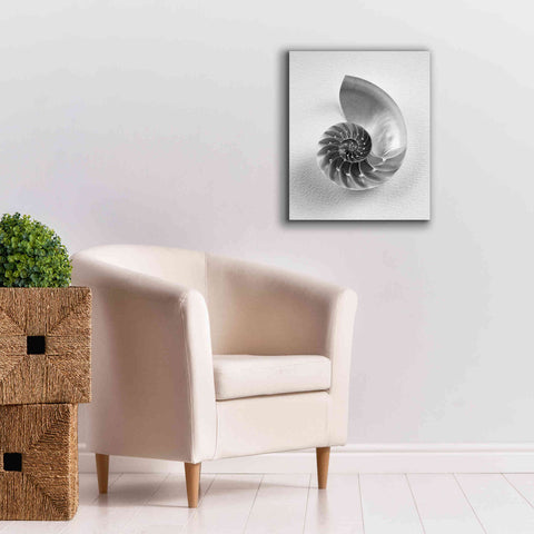 Image of 'Nautilus 4' by Debra Van Swearingen, Canvas Wall Art,20 x 24