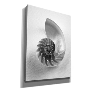 'Nautilus 4' by Debra Van Swearingen, Canvas Wall Art,12x16x1.1x0,20x24x1.1x0,26x30x1.74x0,40x54x1.74x0