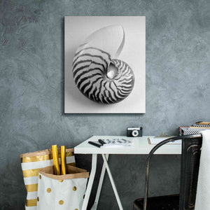 'Nautilus 2' by Debra Van Swearingen, Canvas Wall Art,20 x 24