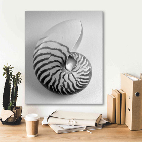 Image of 'Nautilus 2' by Debra Van Swearingen, Canvas Wall Art,20 x 24