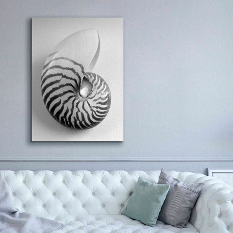 Image of 'Nautilus 2' by Debra Van Swearingen, Canvas Wall Art,40 x 54