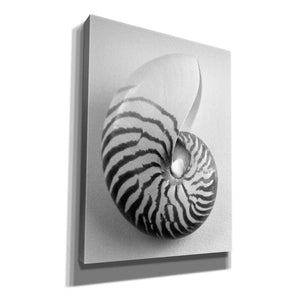 'Nautilus 2' by Debra Van Swearingen, Canvas Wall Art,12x16x1.1x0,20x24x1.1x0,26x30x1.74x0,40x54x1.74x0
