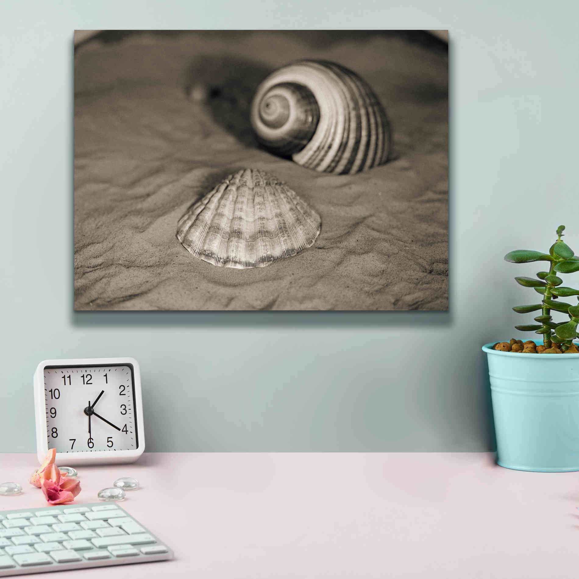 'Scallop Tonna' by Debra Van Swearingen, Canvas Wall Art,16 x 12