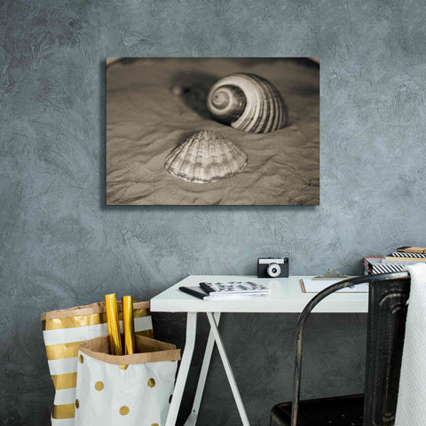 Image of 'Scallop Tonna' by Debra Van Swearingen, Canvas Wall Art,26 x 18