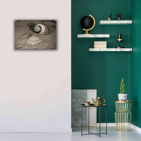 Image of 'Scallop Tonna' by Debra Van Swearingen, Canvas Wall Art,26 x 18