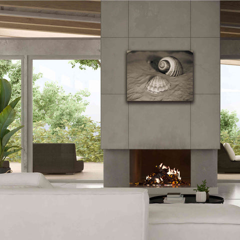 Image of 'Scallop Tonna' by Debra Van Swearingen, Canvas Wall Art,34 x 26