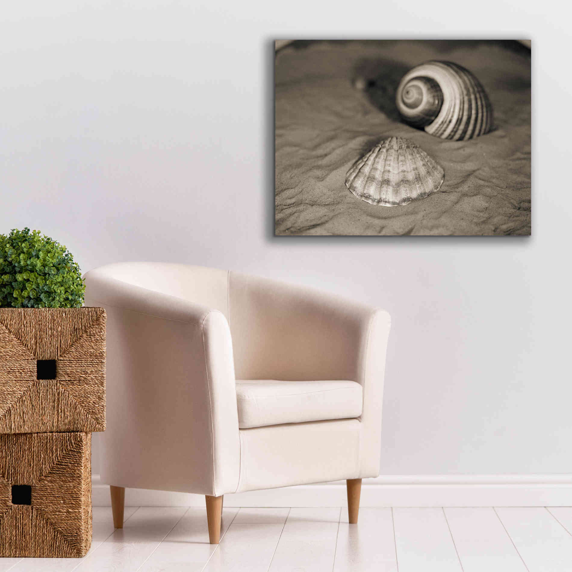 'Scallop Tonna' by Debra Van Swearingen, Canvas Wall Art,34 x 26