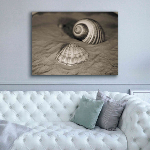Image of 'Scallop Tonna' by Debra Van Swearingen, Canvas Wall Art,54 x 40