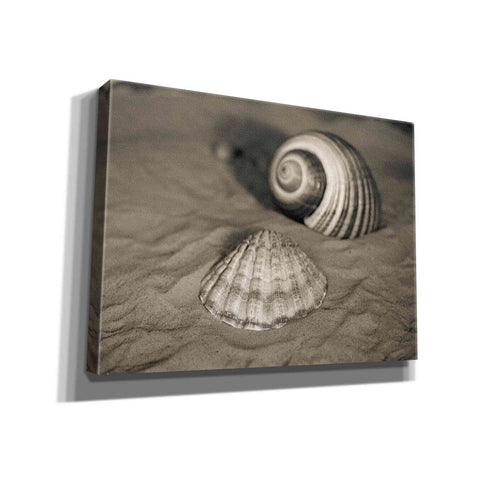 Image of 'Scallop Tonna' by Debra Van Swearingen, Canvas Wall Art,16x12x1.1x0,26x18x1.1x0,34x26x1.74x0,54x40x1.74x0