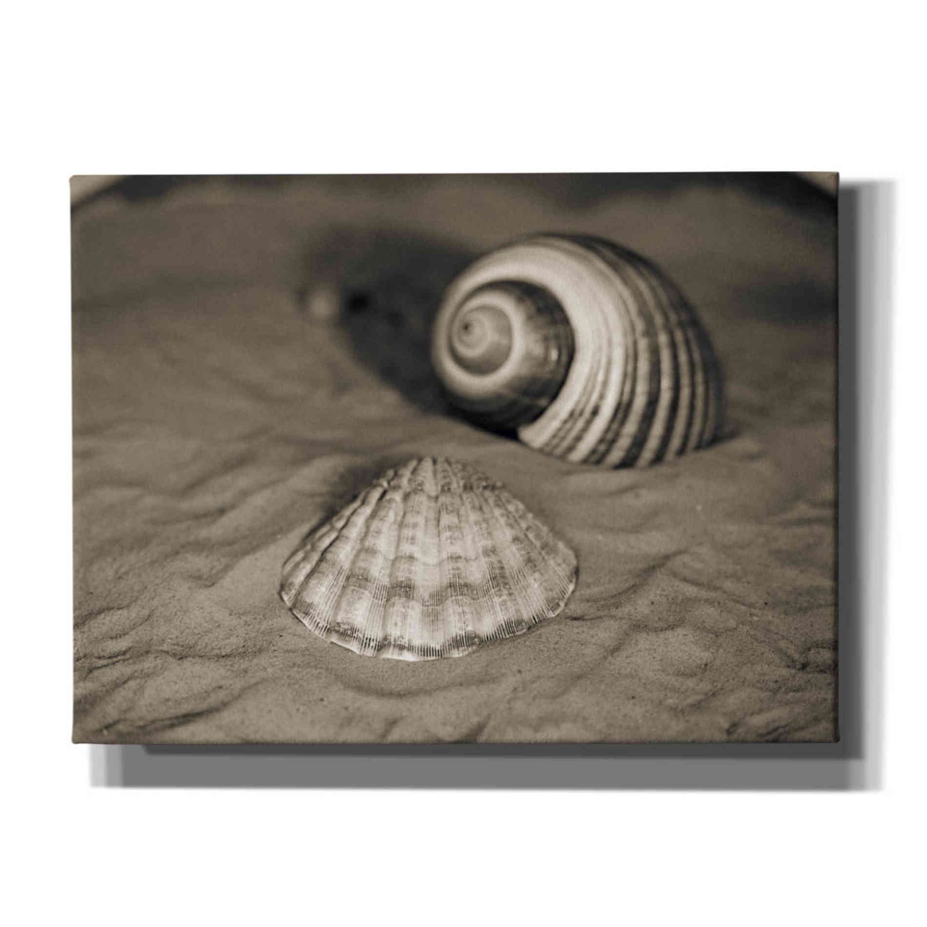 'Scallop Tonna' by Debra Van Swearingen, Canvas Wall Art,16x12x1.1x0,26x18x1.1x0,34x26x1.74x0,54x40x1.74x0