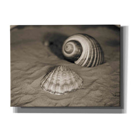 'Scallop Tonna' by Debra Van Swearingen, Canvas Wall Art,16x12x1.1x0,26x18x1.1x0,34x26x1.74x0,54x40x1.74x0