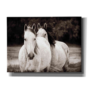 'Two Wild Horses Sepia' by Debra Van Swearingen, Canvas Wall Art,16x12x1.1x0,26x18x1.1x0,34x26x1.74x0,54x40x1.74x0