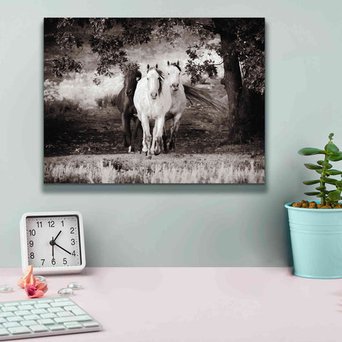 Image of 'Three Wild Horses Sepia' by Debra Van Swearingen, Canvas Wall Art,16 x 12
