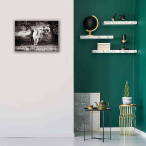 'Three Wild Horses Sepia' by Debra Van Swearingen, Canvas Wall Art,26 x 18