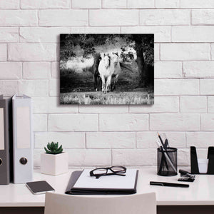 'Three Wild Horses BW' by Debra Van Swearingen, Canvas Wall Art,16 x 12