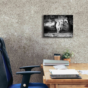 'Three Wild Horses BW' by Debra Van Swearingen, Canvas Wall Art,16 x 12