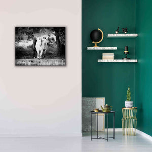 'Three Wild Horses BW' by Debra Van Swearingen, Canvas Wall Art,34 x 26
