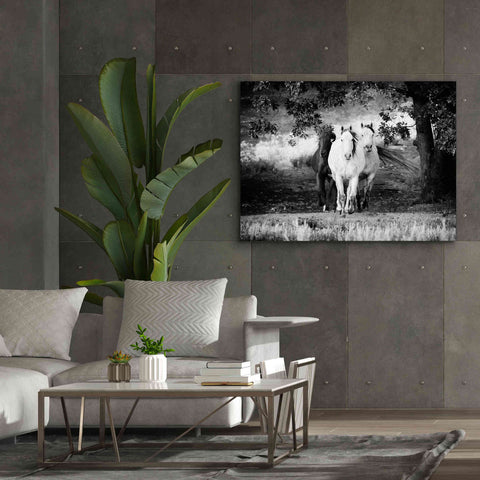 Image of 'Three Wild Horses BW' by Debra Van Swearingen, Canvas Wall Art,54 x 40