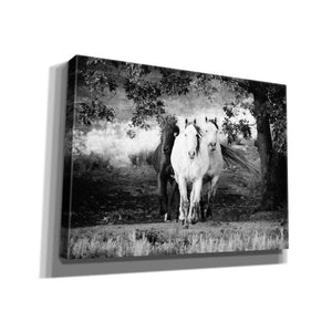'Three Wild Horses BW' by Debra Van Swearingen, Canvas Wall Art,16x12x1.1x0,26x18x1.1x0,34x26x1.74x0,54x40x1.74x0