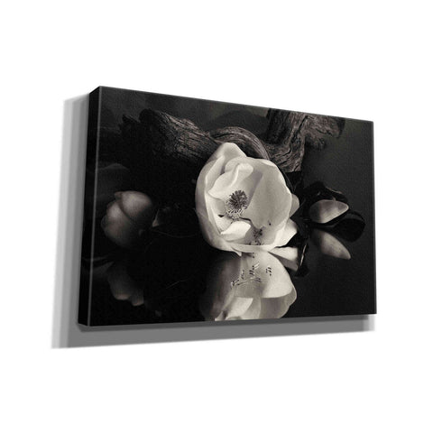 Image of 'Magnolia and Driftwood I' by Debra Van Swearingen, Canvas Wall Art,18x12x1.1x0,26x18x1.1x0,40x26x1.74x0,60x40x1.74x0