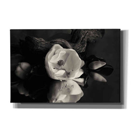 'Magnolia and Driftwood I' by Debra Van Swearingen, Canvas Wall Art,18x12x1.1x0,26x18x1.1x0,40x26x1.74x0,60x40x1.74x0