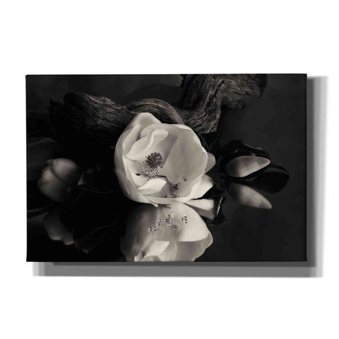 Image of 'Magnolia and Driftwood I' by Debra Van Swearingen, Canvas Wall Art,18x12x1.1x0,26x18x1.1x0,40x26x1.74x0,60x40x1.74x0