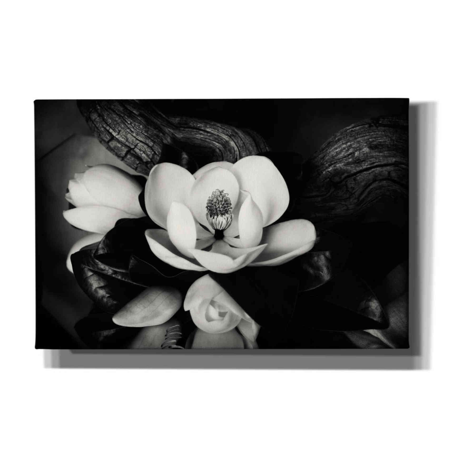 'Magnolia and Driftwood II' by Debra Van Swearingen, Canvas Wall Art,18x12x1.1x0,26x18x1.1x0,40x26x1.74x0,60x40x1.74x0