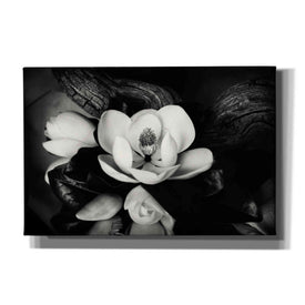 'Magnolia and Driftwood II' by Debra Van Swearingen, Canvas Wall Art,18x12x1.1x0,26x18x1.1x0,40x26x1.74x0,60x40x1.74x0
