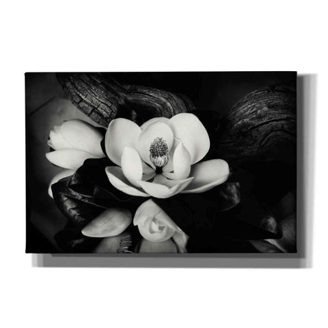 Image of 'Magnolia and Driftwood II' by Debra Van Swearingen, Canvas Wall Art,18x12x1.1x0,26x18x1.1x0,40x26x1.74x0,60x40x1.74x0