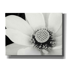 'Lotus Flower IV' by Debra Van Swearingen, Canvas Wall Art,16x12x1.1x0,26x18x1.1x0,34x26x1.74x0,54x40x1.74x0