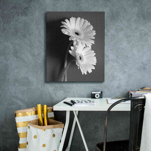 'Fresh Cut Daisy I' by Debra Van Swearingen, Canvas Wall Art,20 x 24