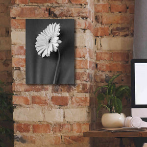 'Fresh Cut Daisy II' by Debra Van Swearingen, Canvas Wall Art,12 x 16