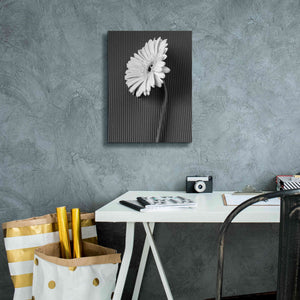 'Fresh Cut Daisy II' by Debra Van Swearingen, Canvas Wall Art,12 x 16