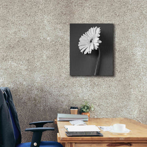 'Fresh Cut Daisy II' by Debra Van Swearingen, Canvas Wall Art,20 x 24