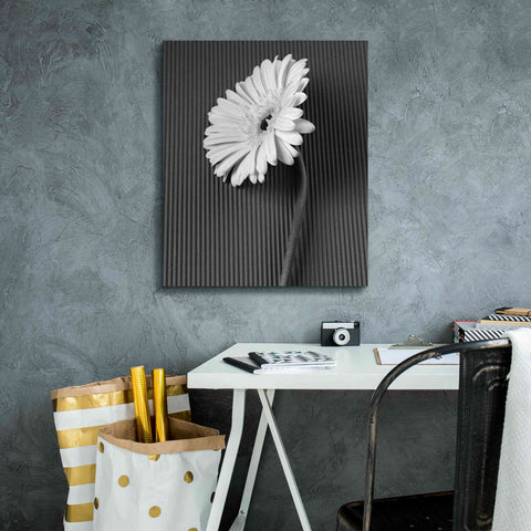 Image of 'Fresh Cut Daisy II' by Debra Van Swearingen, Canvas Wall Art,20 x 24