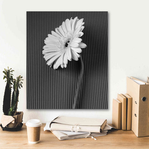 Image of 'Fresh Cut Daisy II' by Debra Van Swearingen, Canvas Wall Art,20 x 24