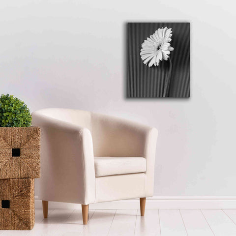 Image of 'Fresh Cut Daisy II' by Debra Van Swearingen, Canvas Wall Art,20 x 24