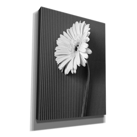 Image of 'Fresh Cut Daisy II' by Debra Van Swearingen, Canvas Wall Art,12x16x1.1x0,20x24x1.1x0,26x30x1.74x0,40x54x1.74x0