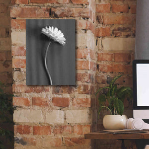 'Fresh Cut Daisy III' by Debra Van Swearingen, Canvas Wall Art,12 x 16