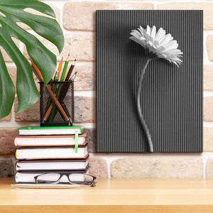 'Fresh Cut Daisy III' by Debra Van Swearingen, Canvas Wall Art,12 x 16